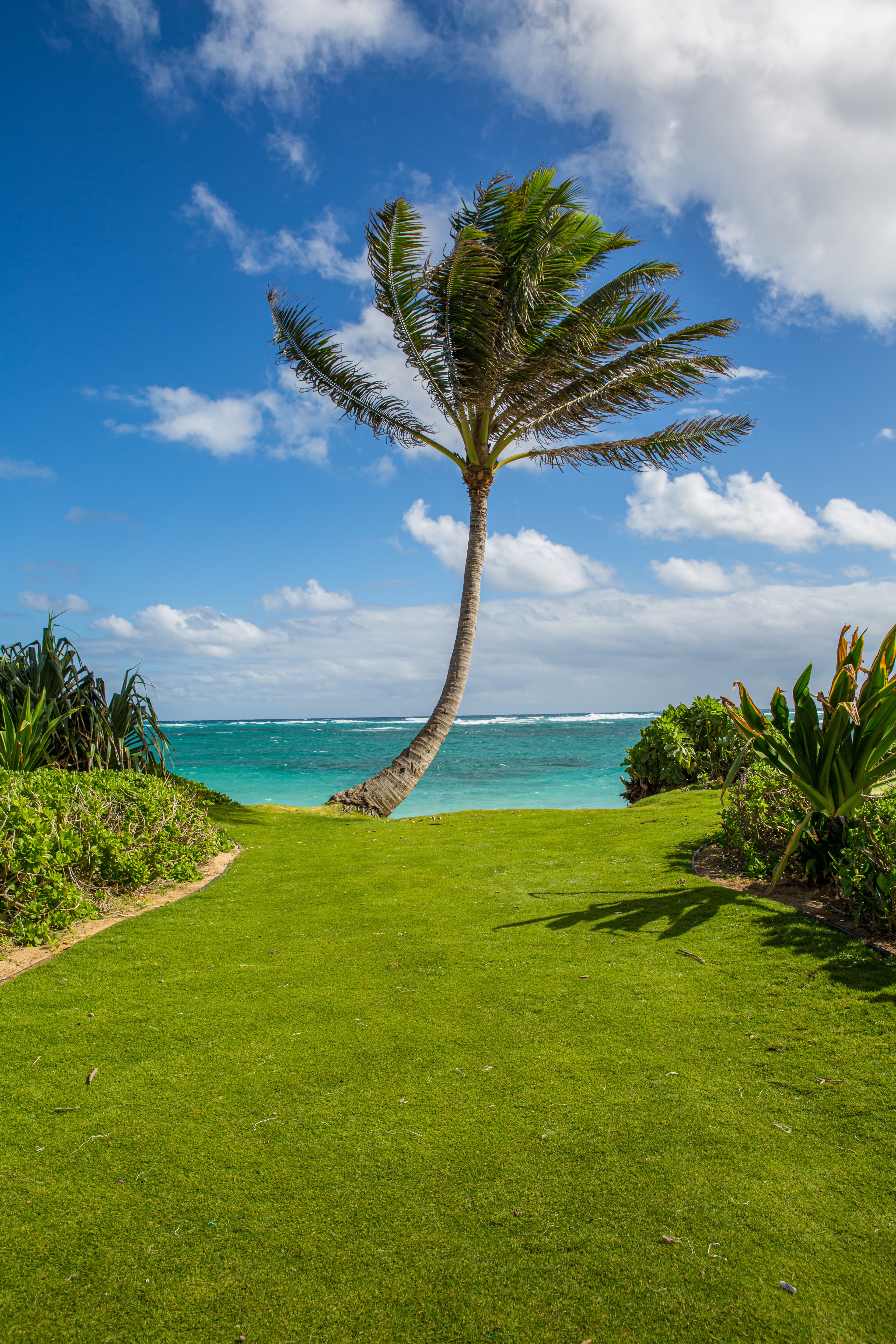 Windswept Palm, North Shore